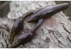 WALTER CRAW 4" 10G